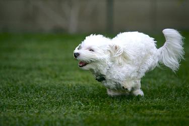 maltese poodle