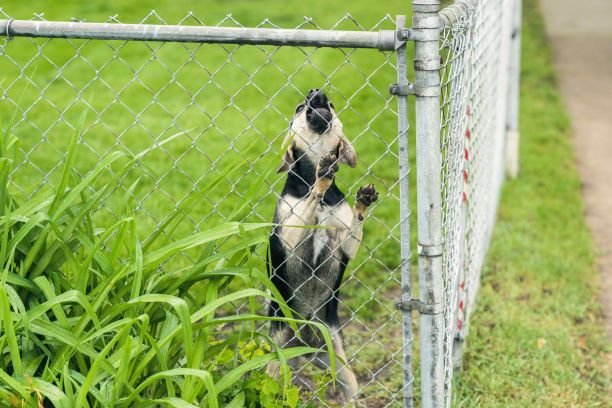 stop your neighbour’s dog from barking